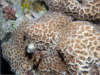 サンゴ産卵