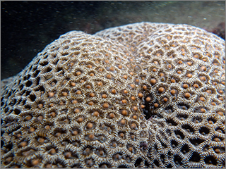 サンゴ産卵