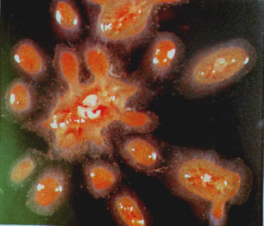 Polyandrocarpa
        misakiensis