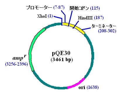 pQE30