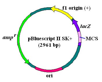 pBluescript II SK+