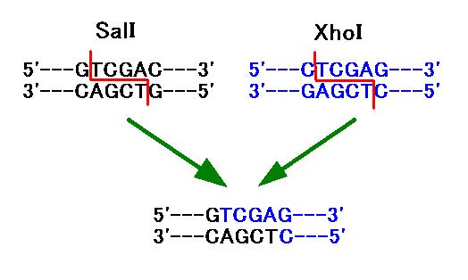 SalI + XhoI