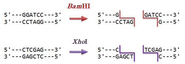 BamHI and XhoI