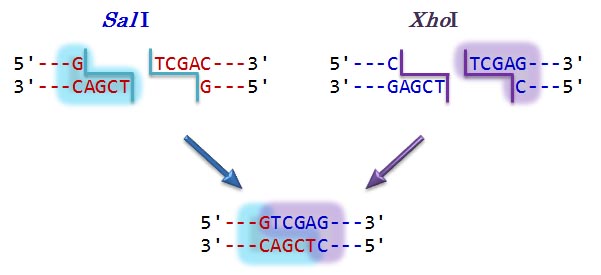 SalI + XhoI