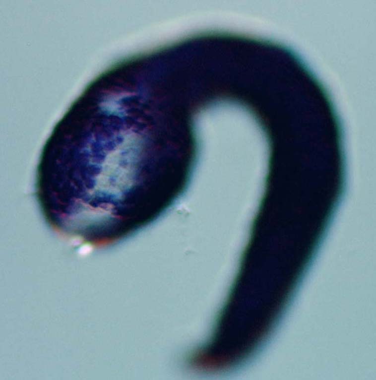 Link to in situ data