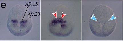 Nodal �� cdx �̓]�ʂ�����������