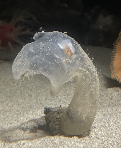 Megalodicopia