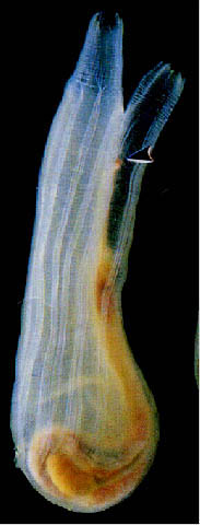 Ciona