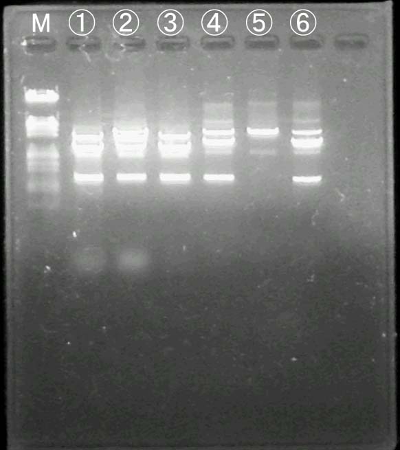 �Q�� No. 1
