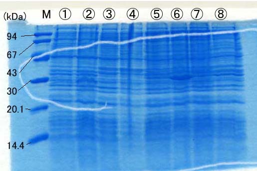 SDS-PAGE �Q�� No. 2