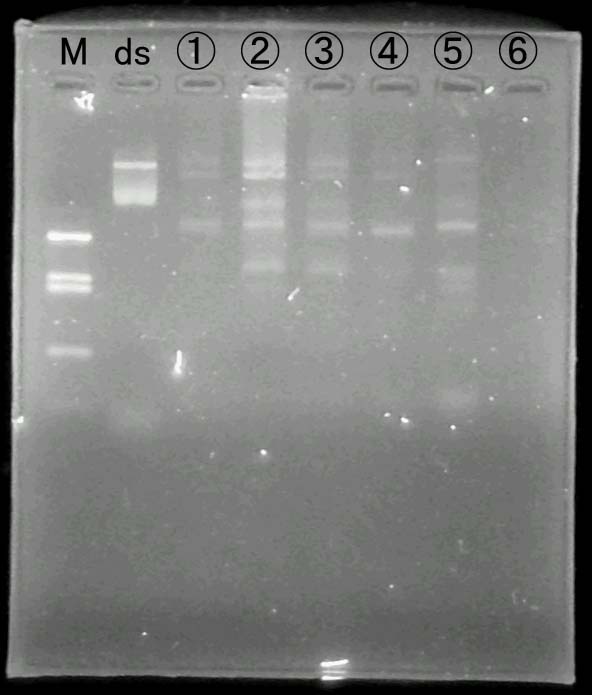�Q�� No. 1