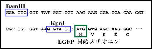 EGFP N 末端付近の配列