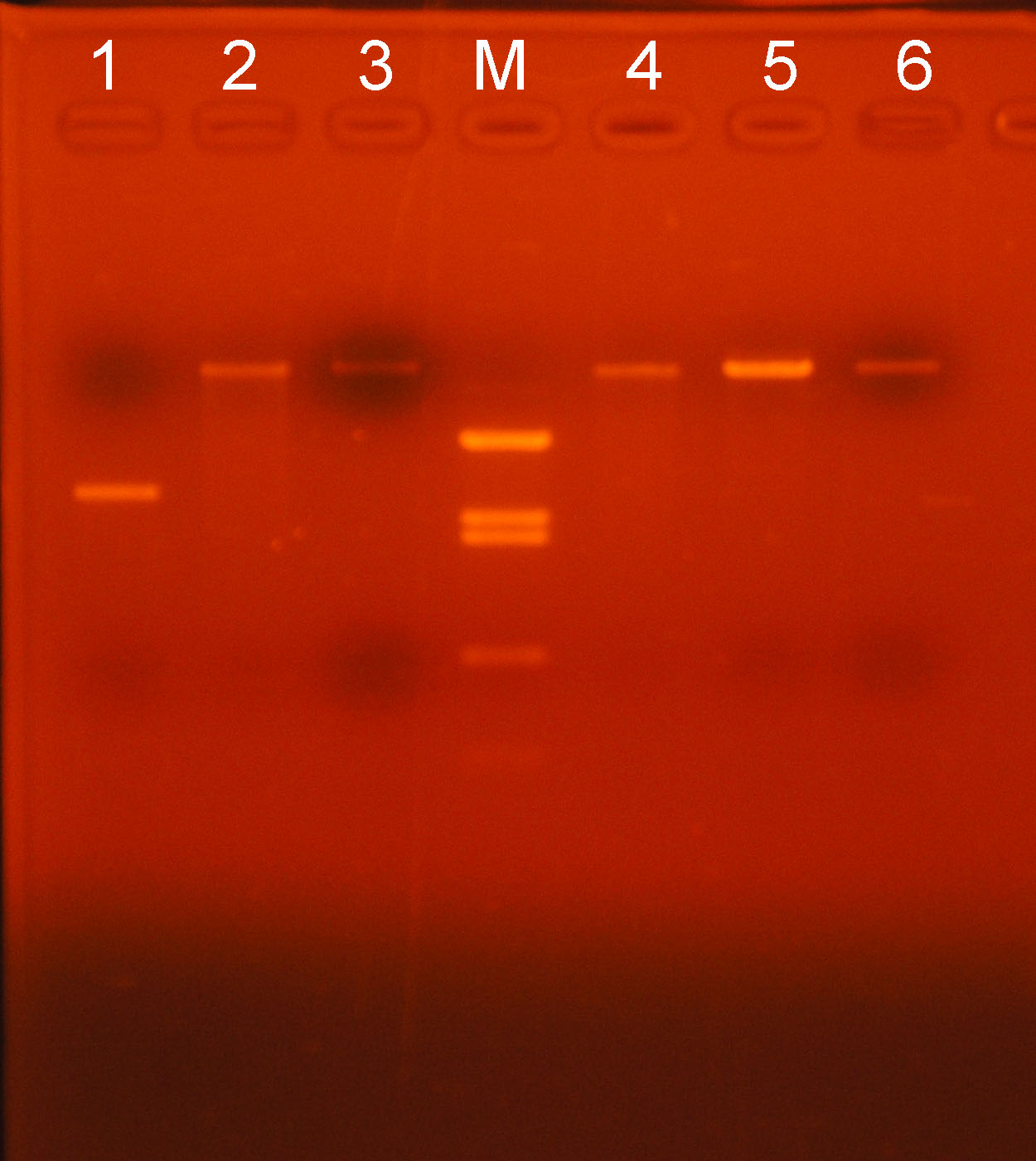 �Q�� No. 4