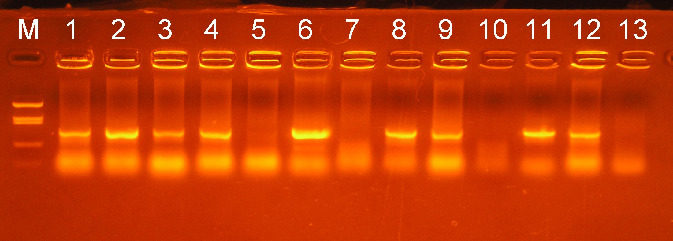 �R���j�[ PCR �Q�� No. 1