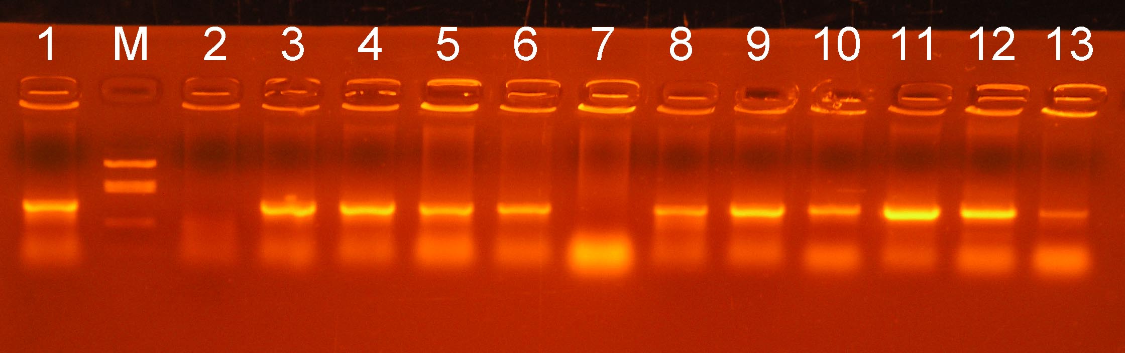 �R���j�[ PCR �Q�� No. 2
