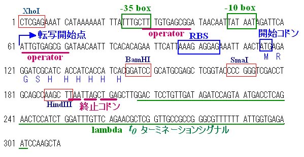 pQE マルチクローニングサイト