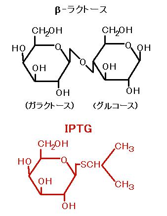 ラクトースと IPTG