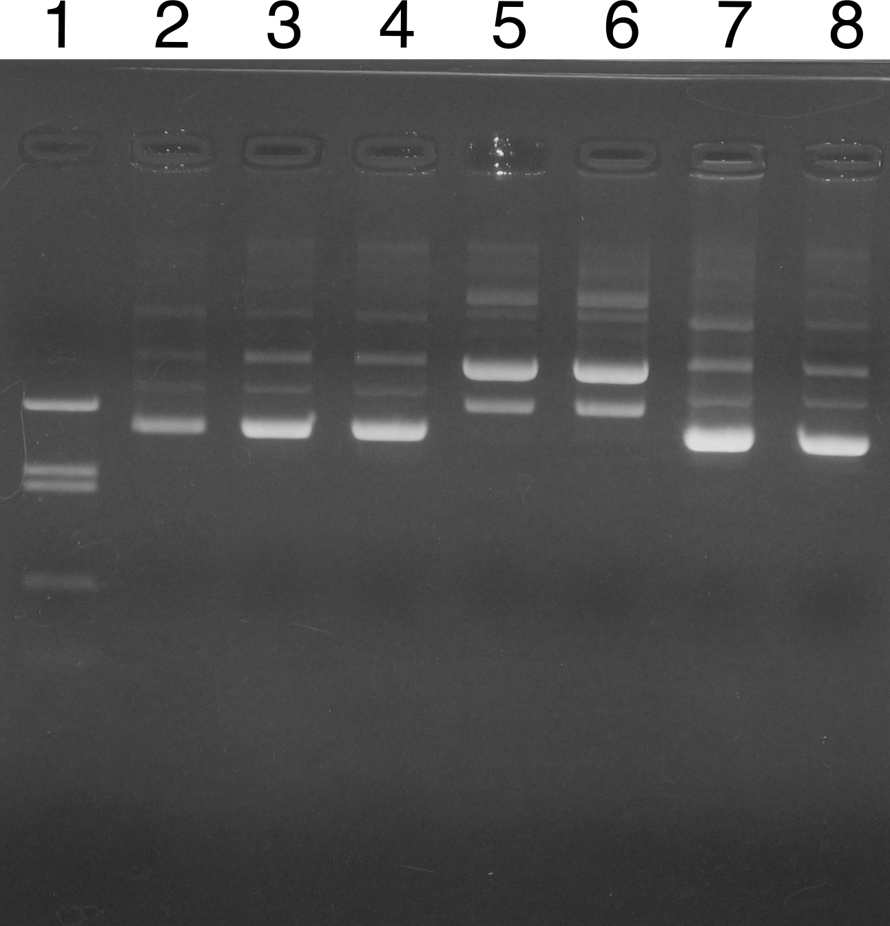 �Q�� No. 1