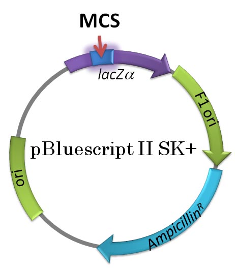 pBluescript II SK+
のマップ