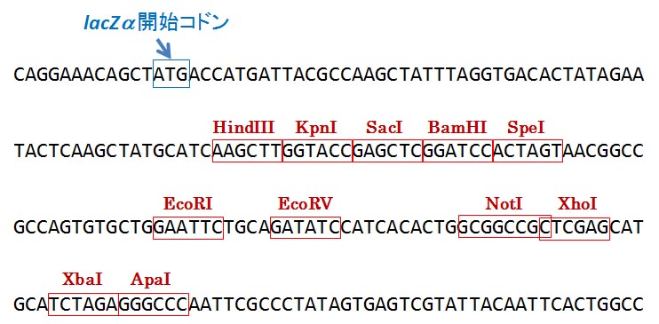 pCR II の MCS