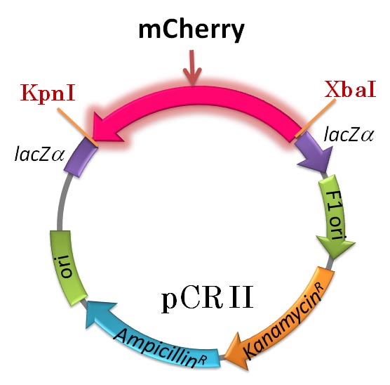 pCR II-mCherry マップ