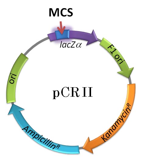 pCR II のマップ