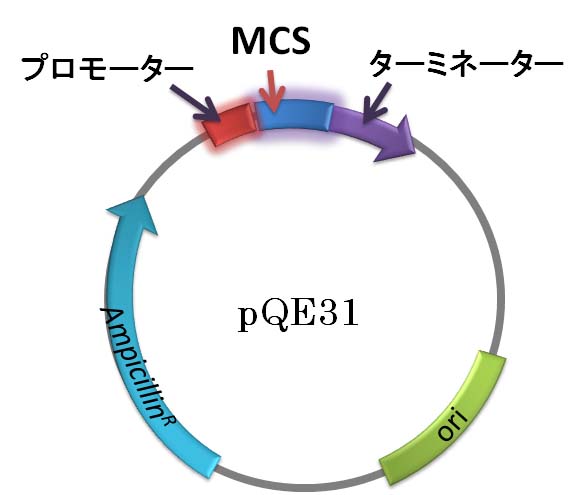pQE31 マップ