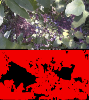 Image Analysis