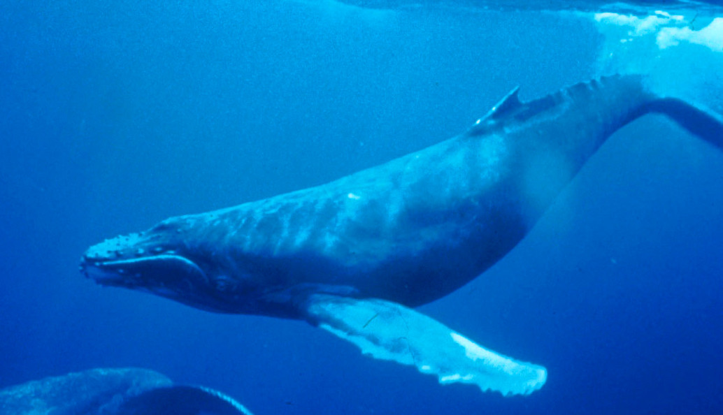 研究対象となるクジラ