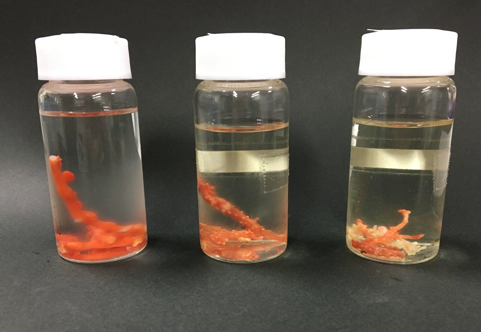 研究に用いる海洋生物標本