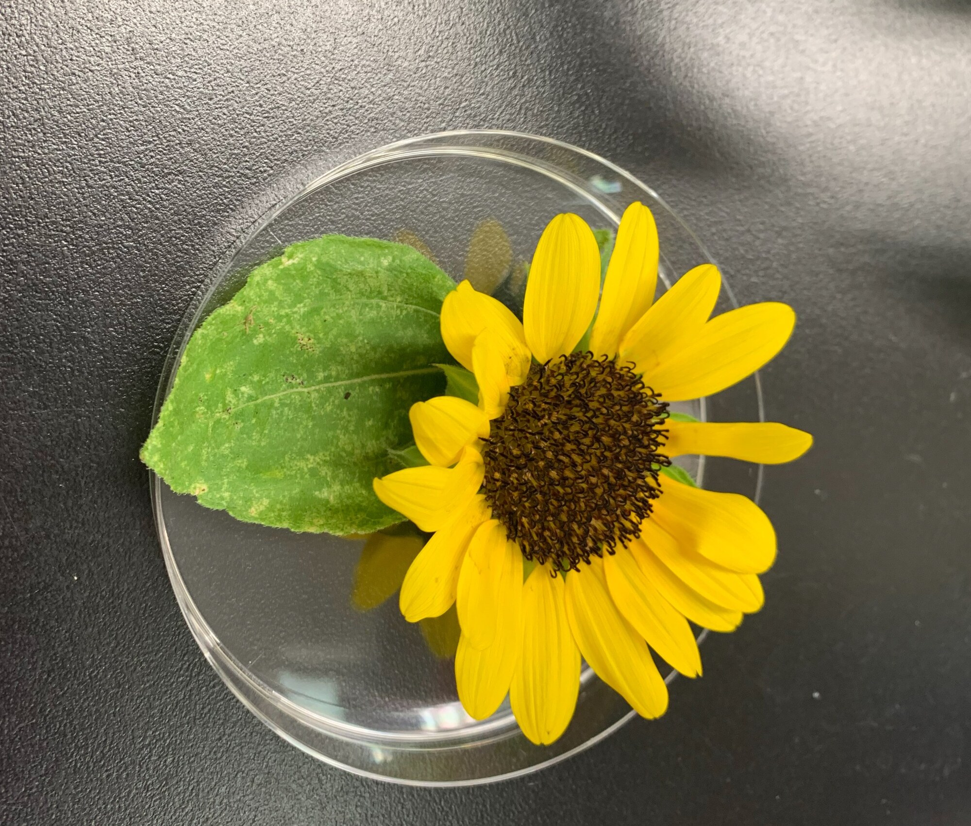 研究対象となる植物試料
