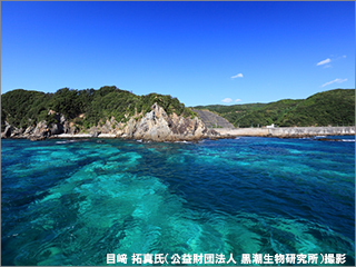 大月町_サンゴ白化