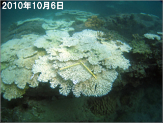 101006_白化回復