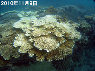 101109_白化回復