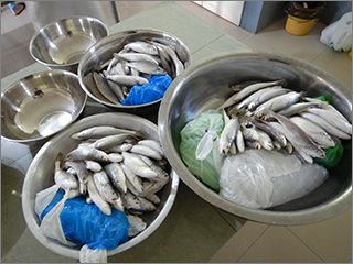 加工用原料魚