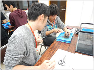 ウニの解剖