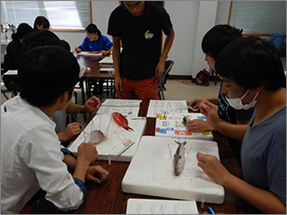 魚の鰭立て，観察と撮影