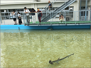プールを利用した屋外水槽