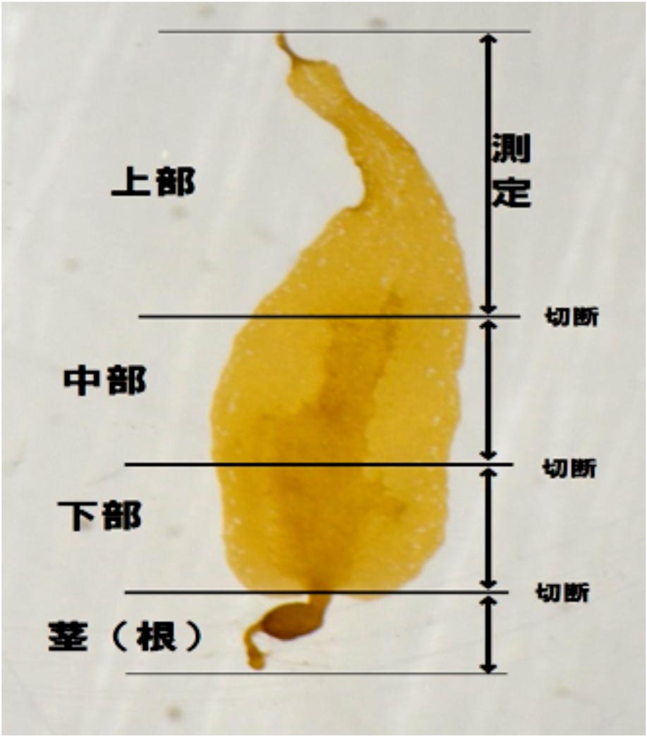 arisawa