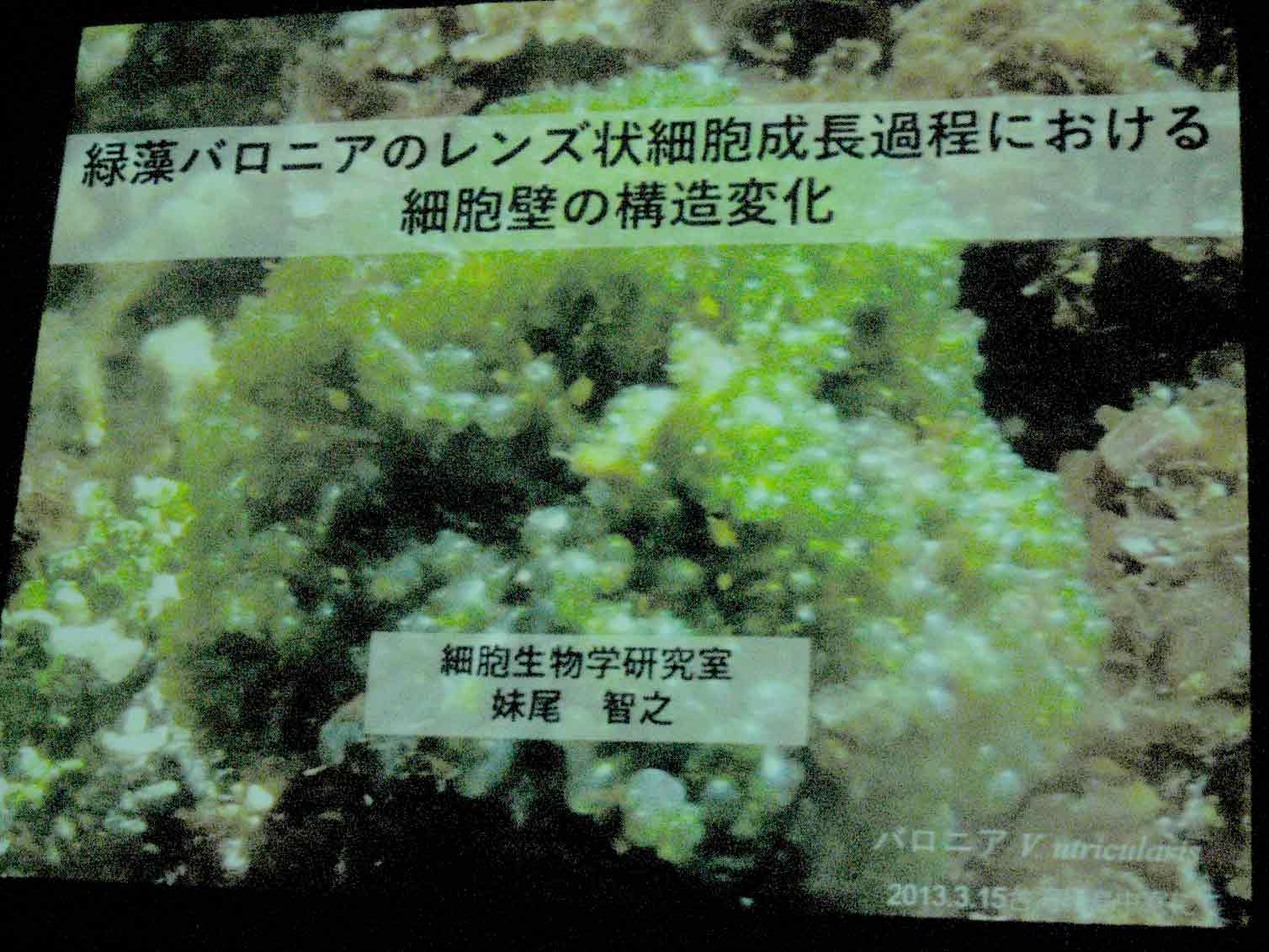 せ