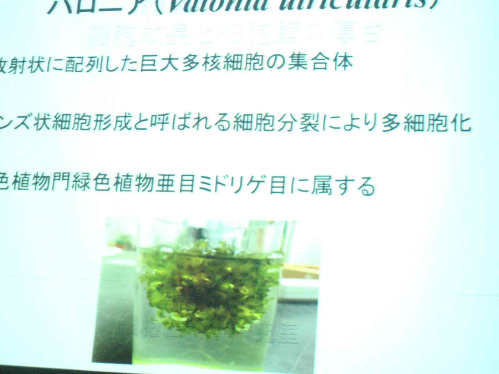 う