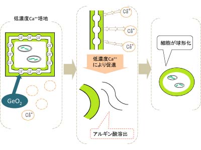 seki