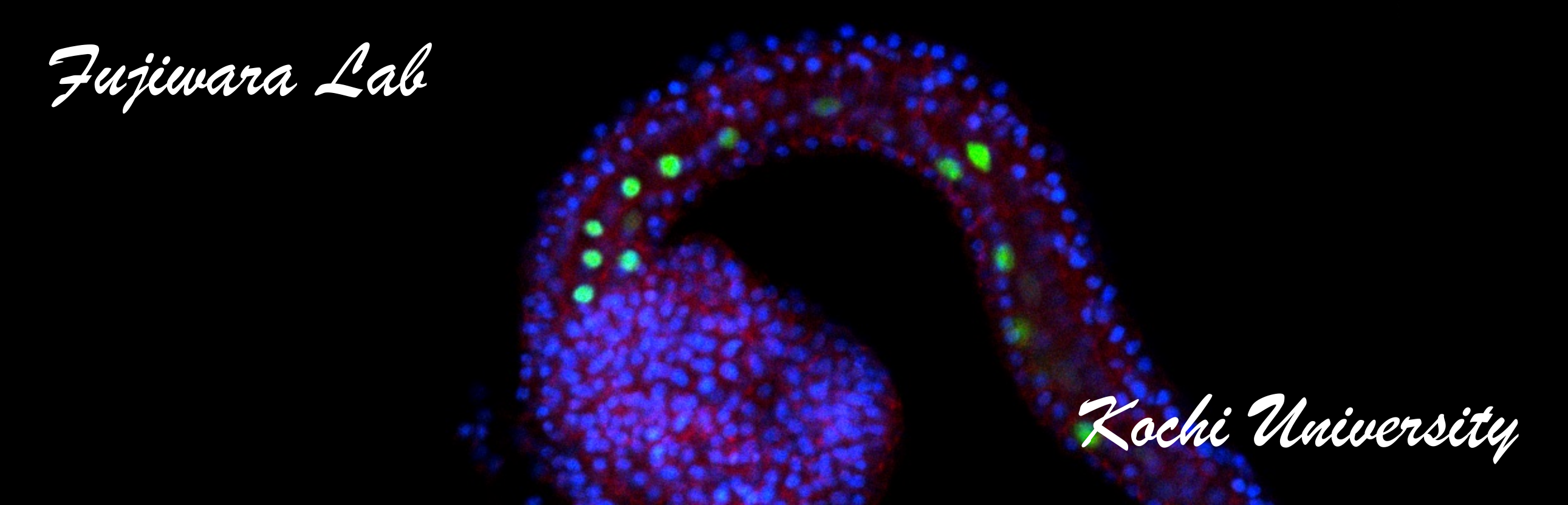 mwE ^
            Fujiwara Lab at Kochi University