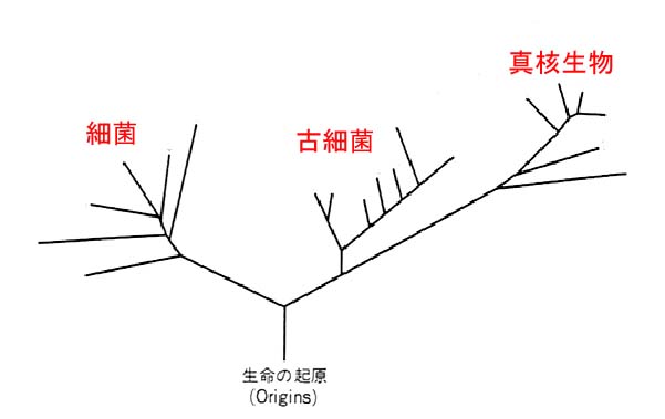 系統樹