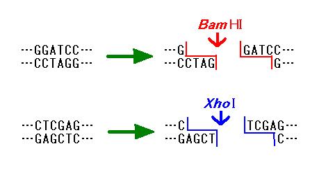BamHI and XhoI