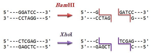 BamHI and
      XhoI