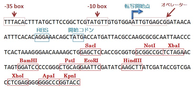 pBluescript II SK+ ��
      MCS