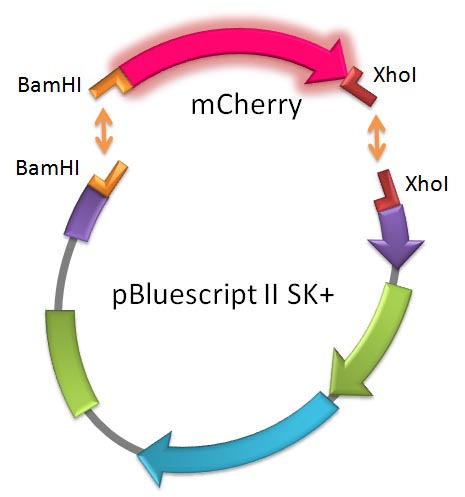 ライゲーション