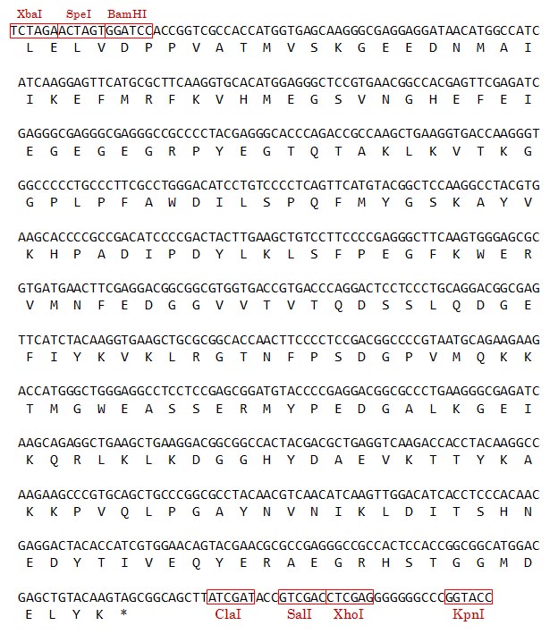 pCRII-mCherry �̃C���T�[�g�z��