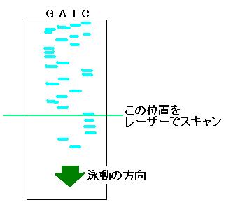 �V�[�N�G���X�d�C�j��